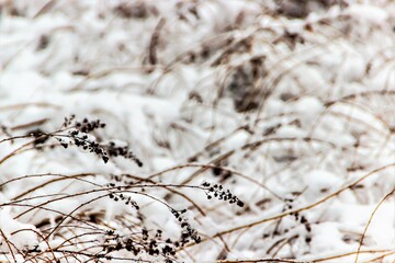 Naklejka premium Dry grass on a blurred background of a snowy field.