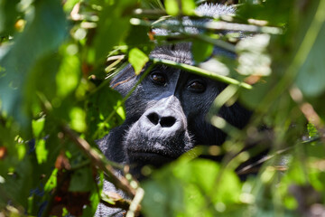 Portrait of a silverback in Bwindi Impenetrable Forest 