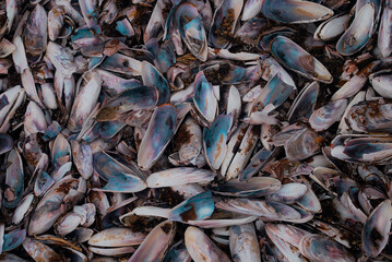 Amontoado de conchas vazias com cor azul e violeta em destaque. 