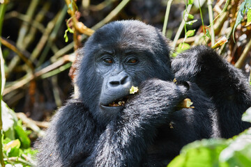 A wild female gorilla in Bwindi Impenetrable Forest 