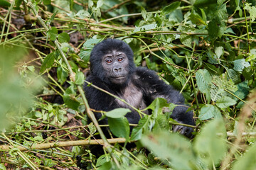 Young gorilla in Bwindi Impenetrable Forest 