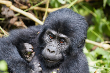 Young gorilla in Bwindi Impenetrable Forest 