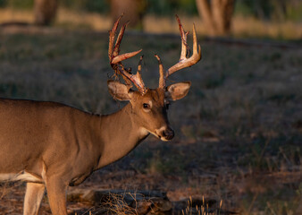 A White-tailed Deer Buck Shedding the Velvet off of its Antlers