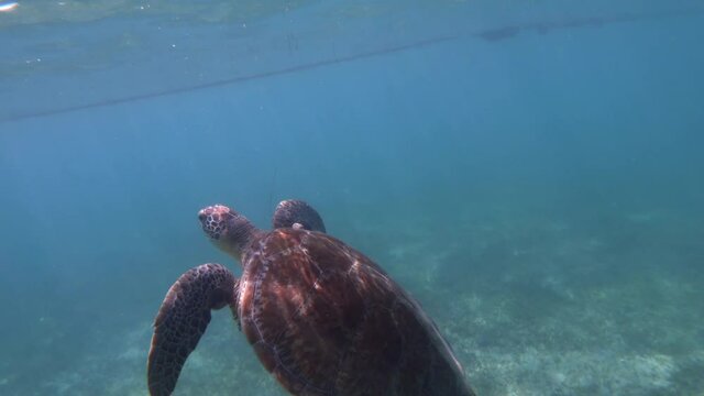 Sea turtle going up to breath and plunging - Green (or loggerhead) specie - Akumal, Mexico 4K
