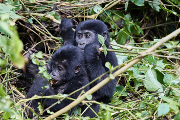 Two young gorillas playing in Bwindi Impenetrable Forest 
