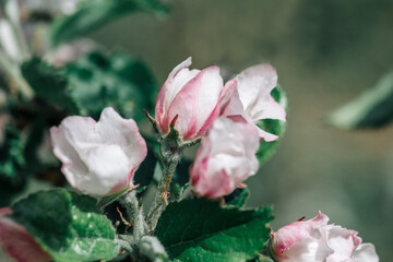 Pink apple tree blossom flowers blooming in spring, easter time against a natural sunny blurred garden background. Close up. Blurred