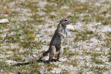 Ground squirrel standing in the grass
