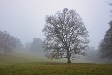 Silhouette of a Tree on a Misty Winter Morning. County Durham, England, UK.