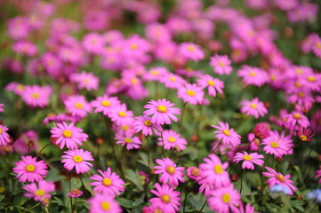 Harmony of beautiful pink flowers