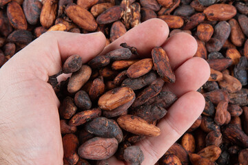 Hands holding freshly harvested raw cocoa beans over cocoa beans