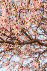 Almond tree blossom