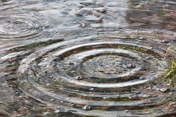 Close up image of a puddle during rain with circular ripples.