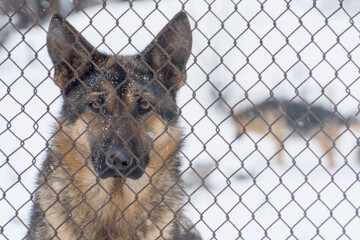 The dog in the kennel. A shepherd dog with sad eyes looks through a metal mesh. Snowing.