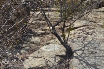 twisted tree in the middle of the caatinga