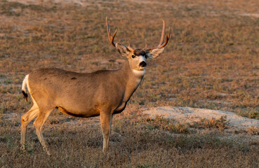 A Large Mule Deer Buck on the Open Plains