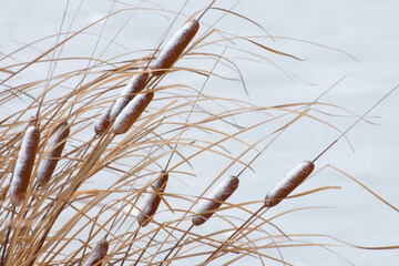 Winter landscape with plant of cattail on the lake.