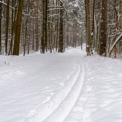 Empty cross-country ski run in the forest