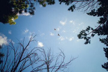 Two birds flying in the sky, above the treetops