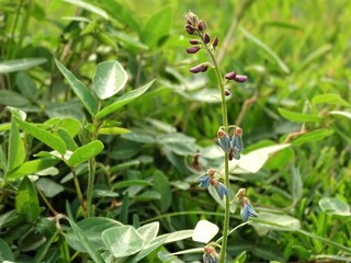 Flowers purple and blue