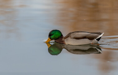 A Male Mallard Drake  with Reflection Swimming in a Calm Lake