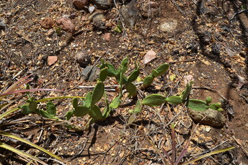 cerrado cacti