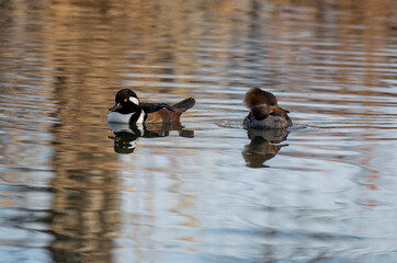 A Hooded Merganser Mating Pair Swimming on a Lake