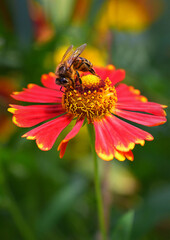 A bee sits on a flower and drinks nectar