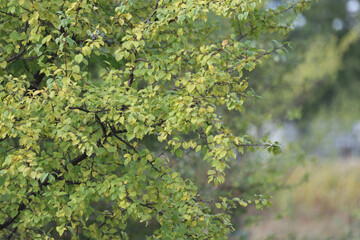 Wild plum branch with leaves.