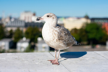 Obraz premium Close up view of grey seagull above blurred city. Wild birds in towns