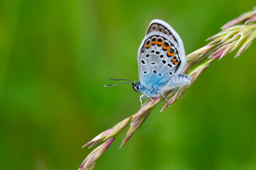 Close up view of blue grey butterfly with orange and black spots also called as lycaenidae sitiing on thick blade of grass on blurred green background with bokeh effect.
