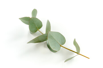 Green leaves eucalyptus isolated on white background. Flat lay, top view.