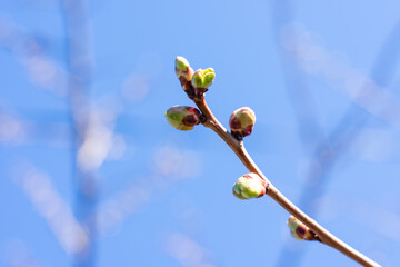 Thin young cherry tree branch with tiny burgeons are ready to grow. Cherry bush on its vegetation at spring
