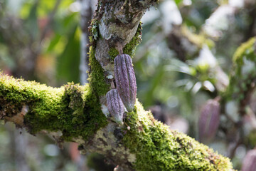 Farm with cocoa plantation and cocoa fruits on the trees.
