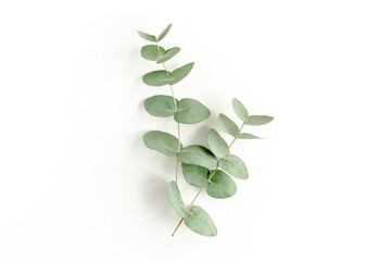 Green leaves eucalyptus isolated on white background. Flat lay, top view. - obrazy, fototapety, plakaty