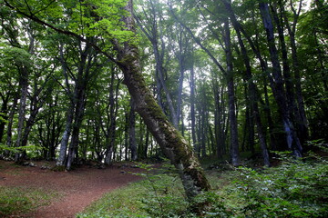 Inclined tree with moss-covered trunk, in the light  filtering through the beech forest, Bosco Sant'Antonio, Abruzzo, Italy