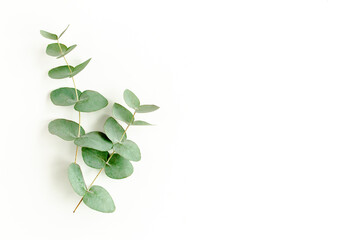 Fototapeta na wymiar Green leaves eucalyptus isolated on white background. Flat lay, top view.