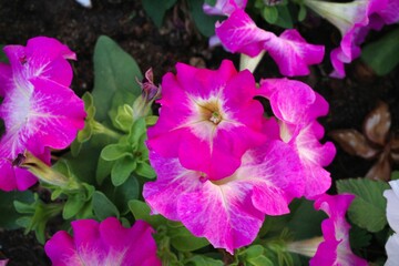 Hibiscus flower in flower garden