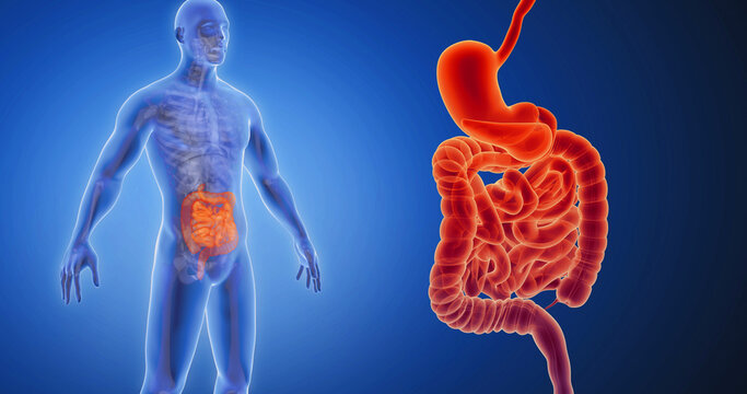 Intestines, large intestine, small intestine, intestinal tract, bowels x-ray style, internal organs 3D render, anatomy of the human body, blue background