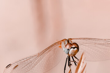 große libelle nahaufnahme in pastellfarben. beiger Farbton. Schönes Makro einer Libelle, die auf einem Ast sitzt © Nataliya