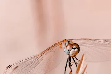 große libelle nahaufnahme in pastellfarben. beiger Farbton. Schönes Makro einer Libelle, die auf einem Ast sitzt © Nataliya
