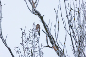 Turmfalke in einem Baum auf gefrorenene Zweigen mit Rauhreif im Winter