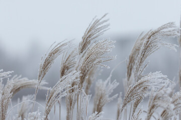 Fototapeta premium Frozen ears of grass covered with hoarfrost in winter against blurred background