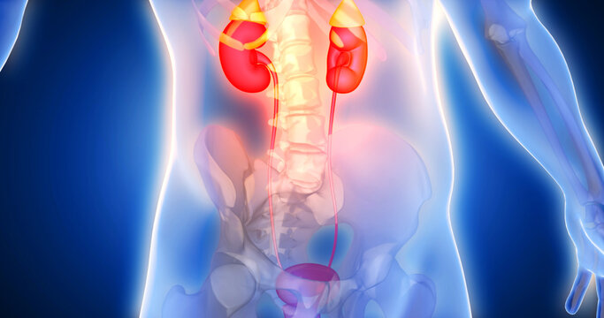 Kidneys, adrenal glands, genitourinary system, body scan, joint, medical screen 3D render, human anatomy, computer anatomy, body skeleton, X-ray scan
