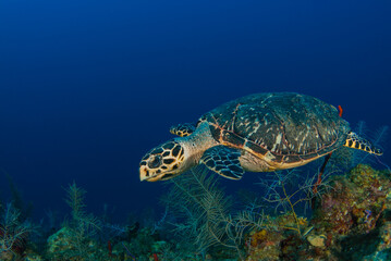 Obraz na płótnie Canvas A hawksbill turtle on the reef in Grand Cayman. This guy loves to eat sponge