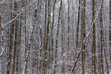 Fototapeta premium Pattern of snow covered trees and beech branches in winter in a forest