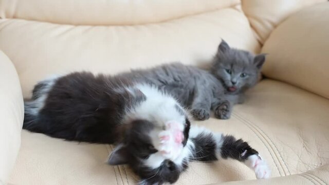 two small cute funny fluffy kittens lie at home on an armchair yawning looking at the camera close-up