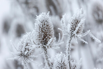 Snow covered dried remains of flower umbels in winter against blurred background