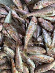 close up pink fresh raw fish on the fishing benches. top view.