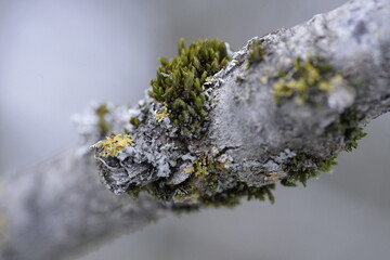 macro Baum Moos