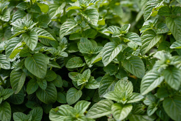 natural mint plant mentha in herbarium orchard cordoba argentina